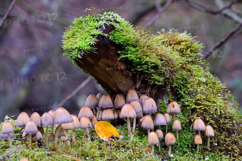 Stump fairy helmet (Mycena stipata) growing on moss-covered dead wood