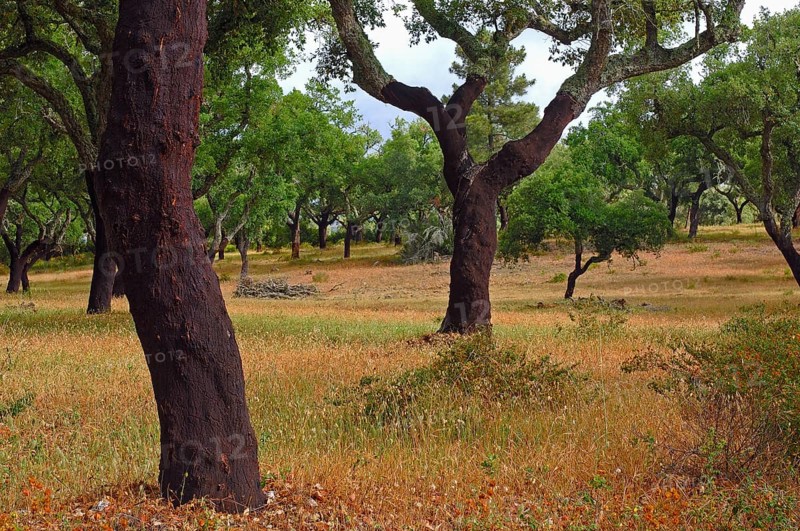Cork oaks (Quercus suber)