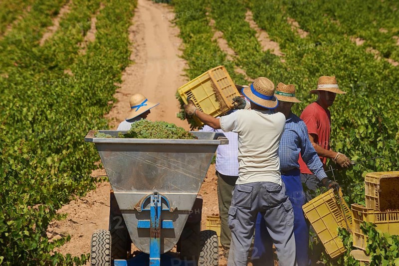 Workers harvesting Pedro Ximenez grapes