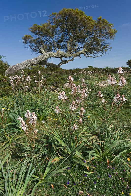 Branched asphodel (Asphodelus ramosus) and holm oak (Quercus ilex)