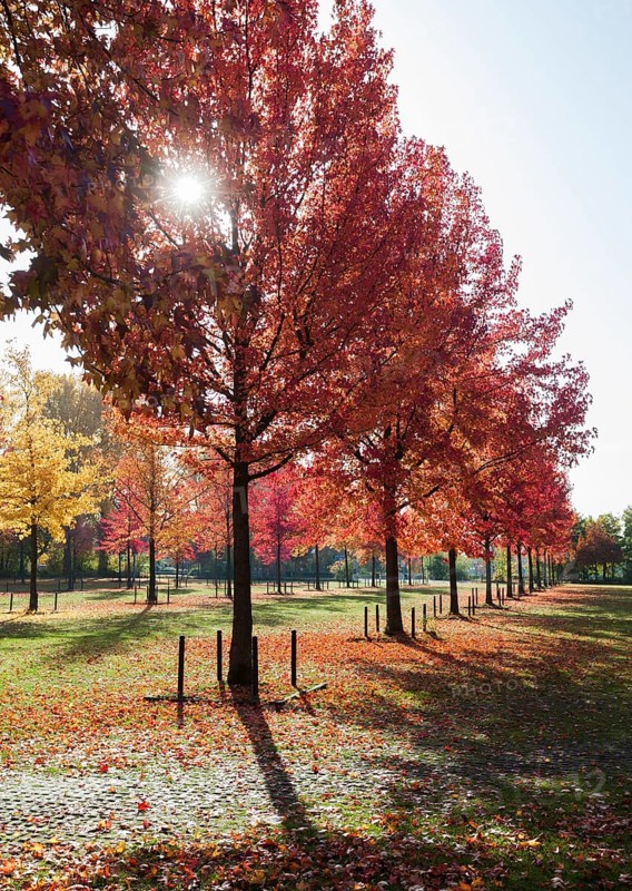 American Sweetgums