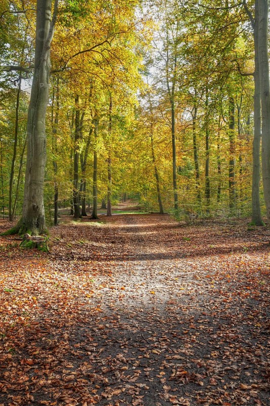 Woodland at Liepnitzsee