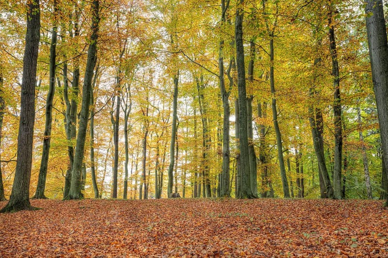 Woodland at Liepnitzsee