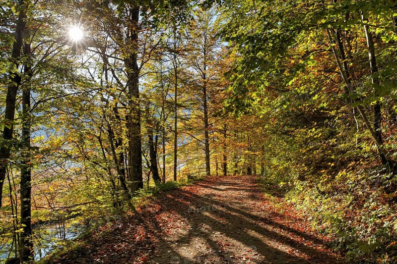 Path in a beech forest on lake Offensee