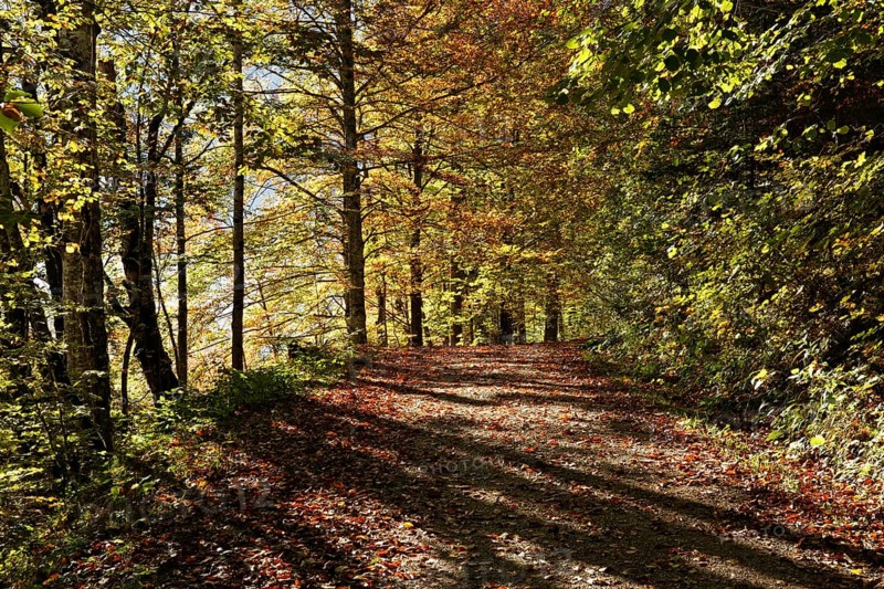 Path in a beech forest on lake Offensee in autumn