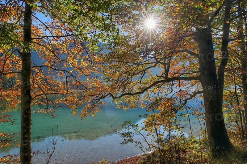 European Beeches (Fagus sylvatica) on lake Offensee in autumn