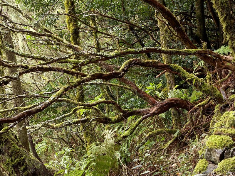 Laurel forest