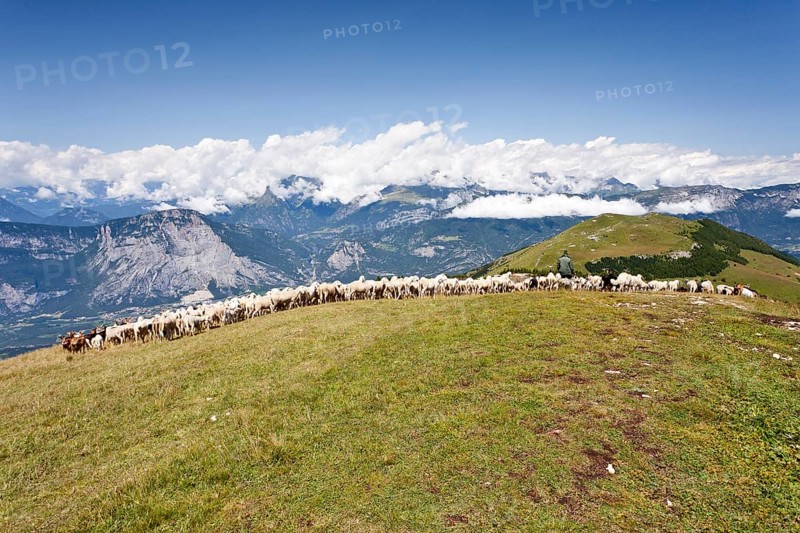 Flock of sheep