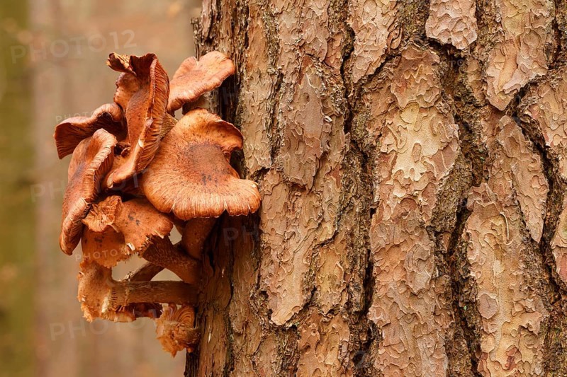 Common Honey Fungus (Armillaria mellea) on a pine tree