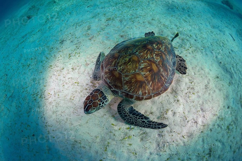 Green Sea Turtle (Chelonia mydas)