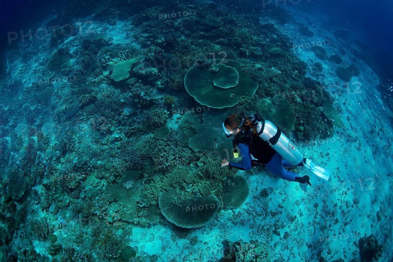 Diver at a coral reef