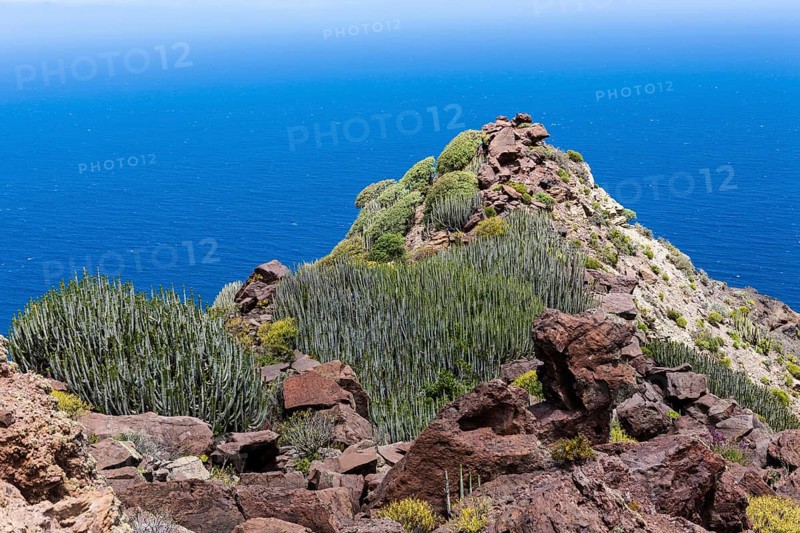 Canary Island Spurge (Euphorbia canariensis)