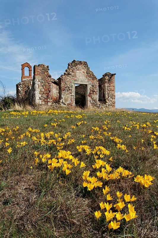 Autumn Daffodil