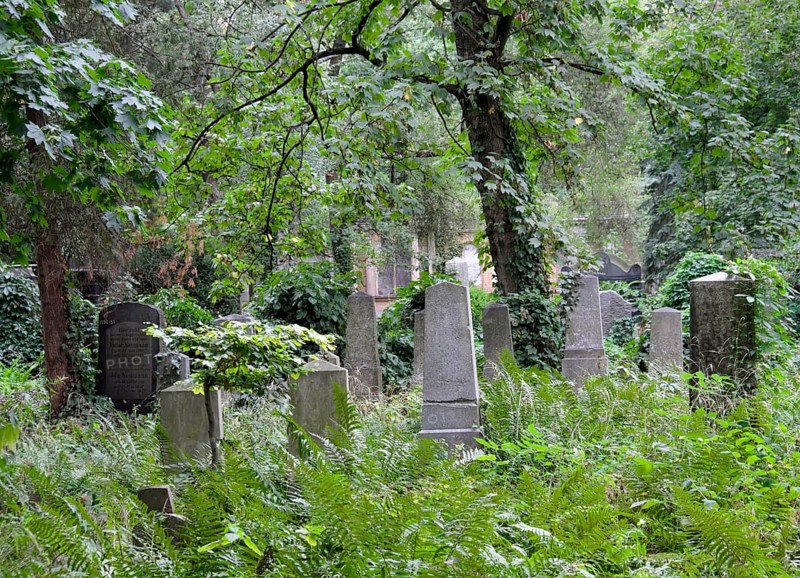 Gravestones between ferns