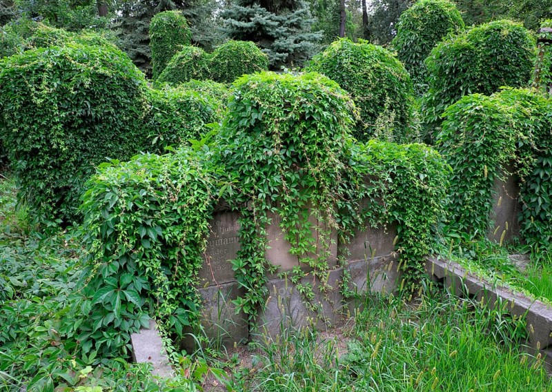 Graves overgrown with ivy