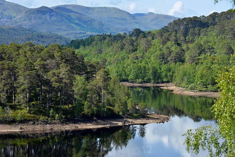 Caledonian pines (Pinus sp.)