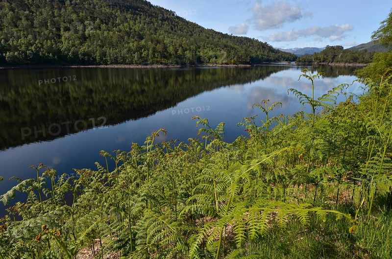 Ferns growing on the shore of Loch Beinn a Mheadhoin