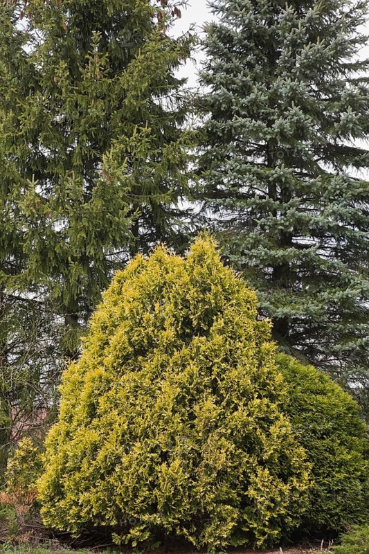 Cedar and tall evergreen trees in the 'Jardin du Grand Portage' garden in spring