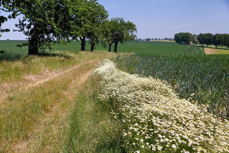 Chamomile (Matricaria chamomilla) flowers growing abundantly along a dirt road in Neckanitz