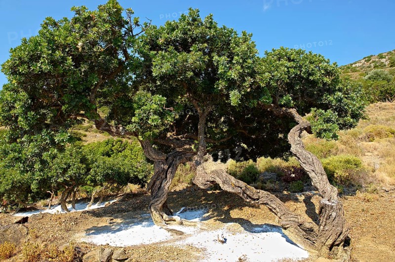 Mastic trees (Pistacia lentiscus) being prepared for the mastic harvest by having fresh white earth spread under the trees to catch falling mastic resin from cuts in the bark