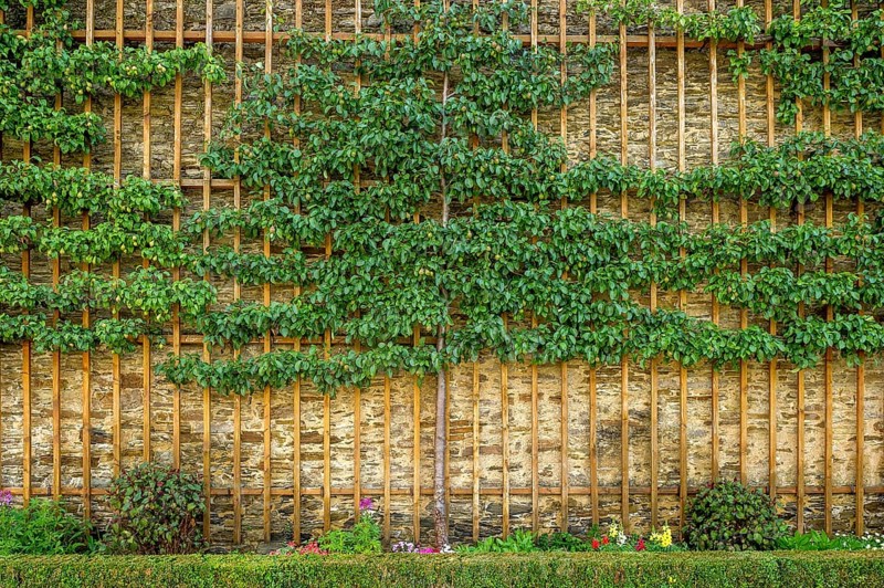 Fruit trellises with historical pears