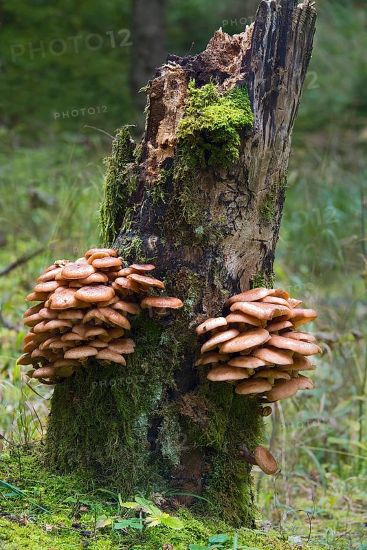 Darker Honey Mushroom (Armillaria ostoyae)