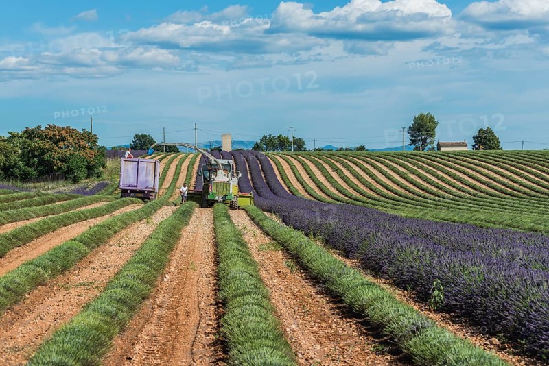 Lavender harvest in Valensole