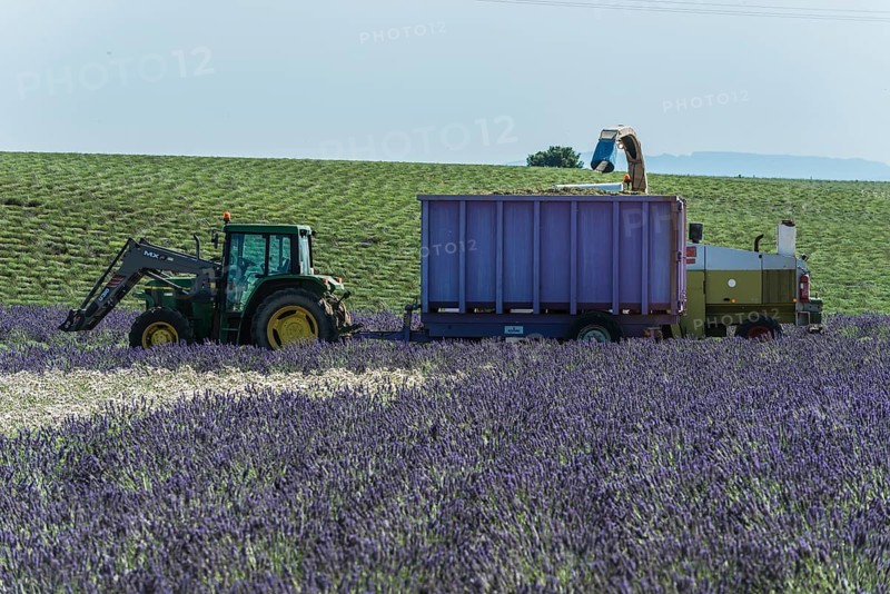 Lavender harvest in Valensole