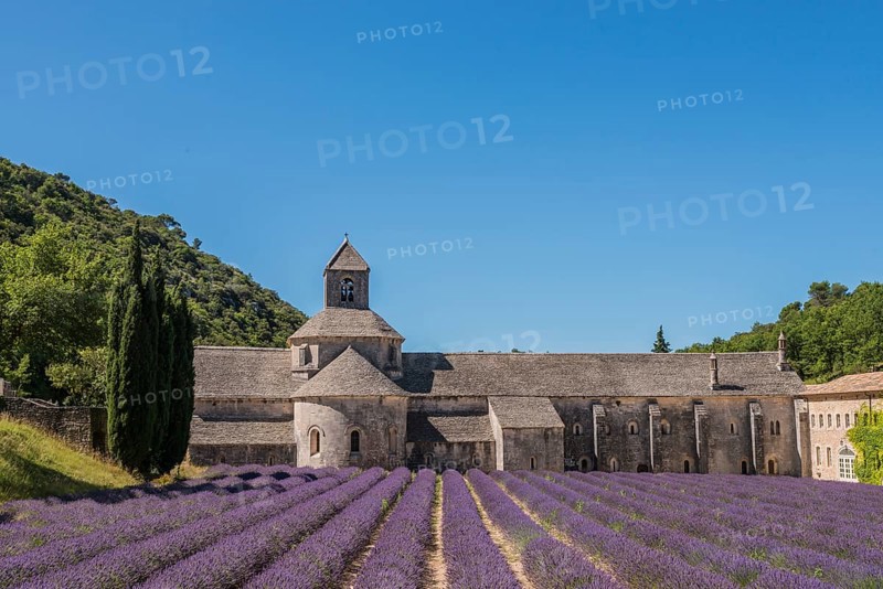 Cistercian Senanque Abbey with lavender field