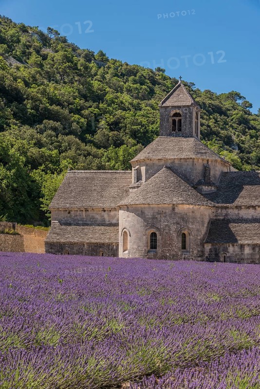 Cistercian Senanque Abbey with lavender field
