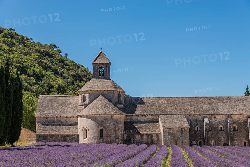Cistercian Senanque Abbey with lavender field