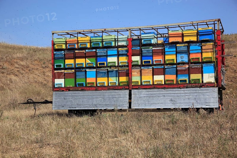 Trailer with bee hives