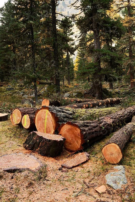 Freshly cut larch trees (Larix)