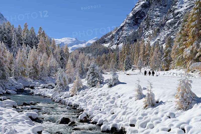 Snowy landscape with Roseg river and a larch forest (Larix)