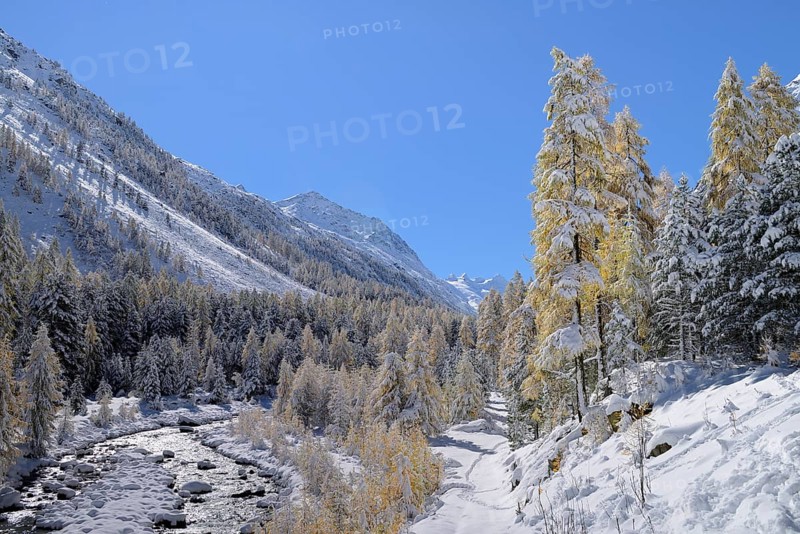 Snowy landscape with Roseg river and a larch forest (Larix)