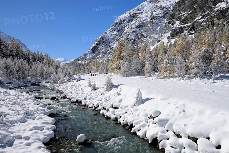 Snowy landscape with Roseg river and a larch forest (Larix)