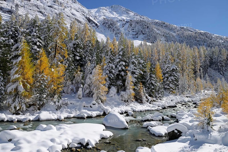 Larch trees (Larix) in autumn colors