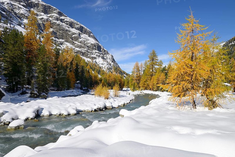 Larch trees (Larix) in autumn colors