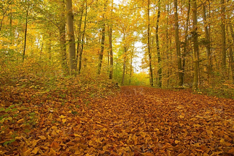 Autumn forest