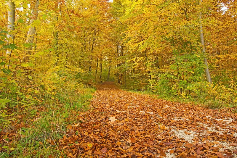 Autumn forest