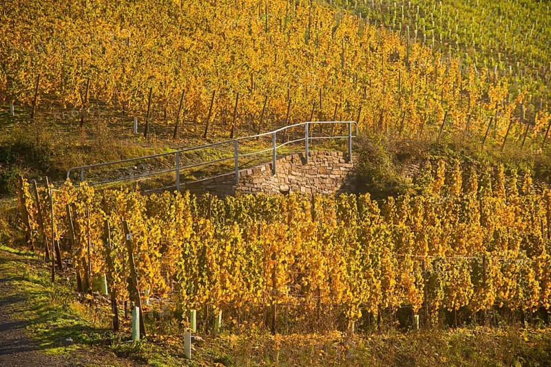 Vineyards in autumn
