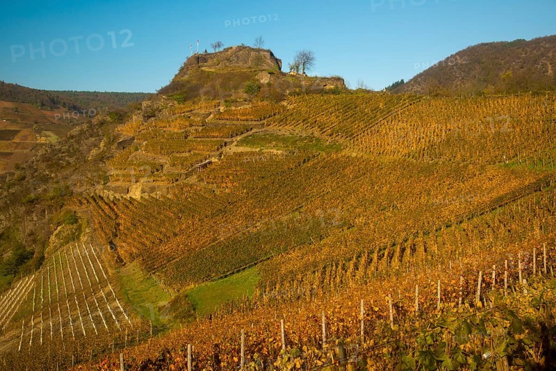 Vineyards in autumn