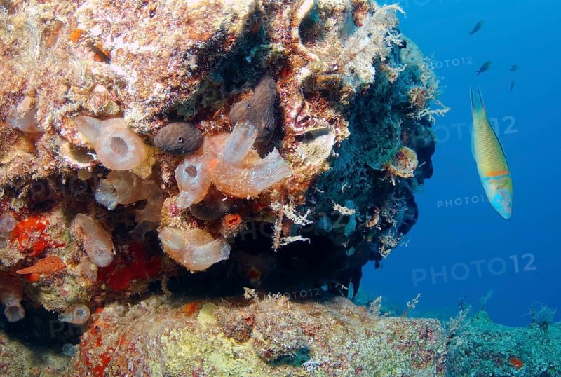 Ascidians or Sea squirts (Halocynthia sp.)