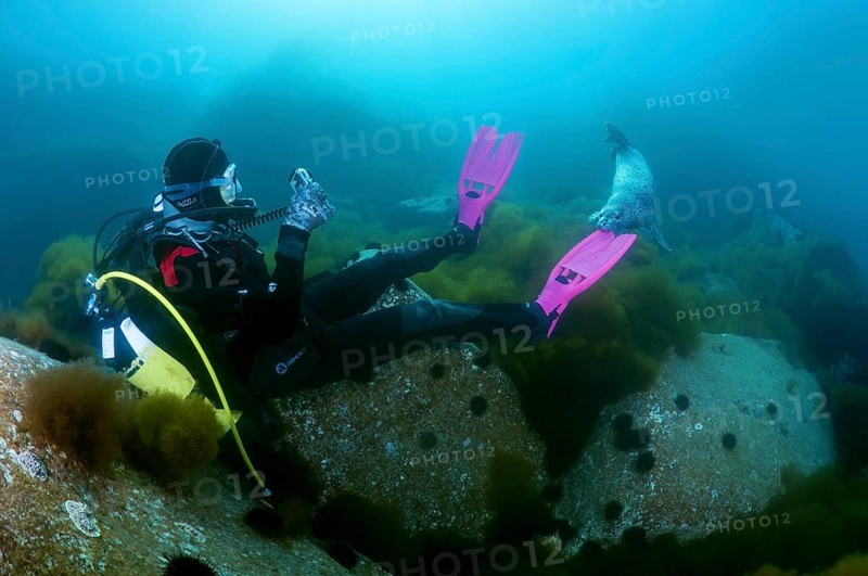 Diver watching a Spotted Seal (Phoca largha