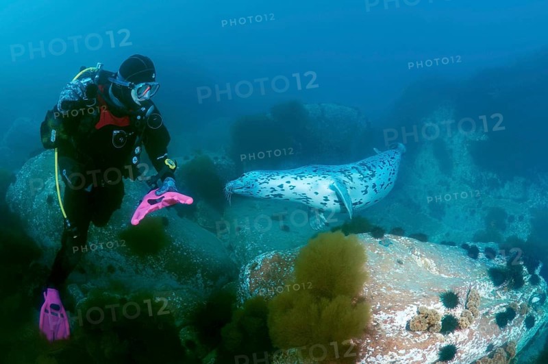 Diver watching a Spotted Seal (Phoca largha