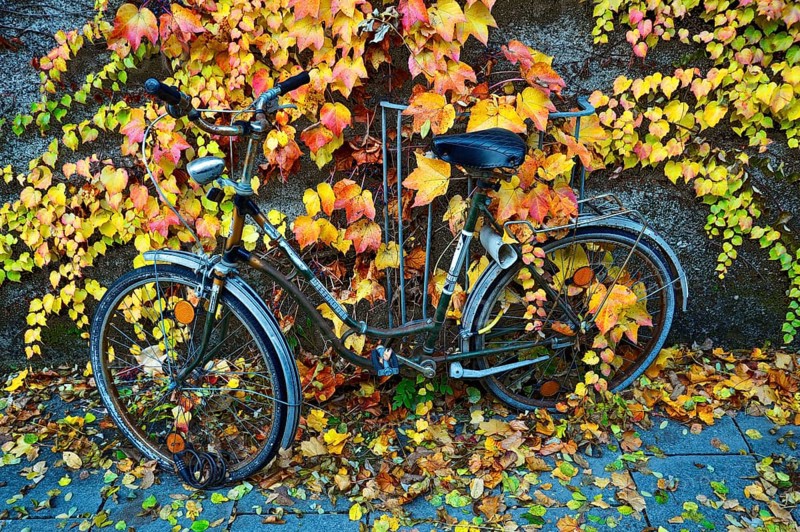 Boston Ivy or Japanese Creeper (Parthenocissus tricuspidata) on a wall with a bicycle