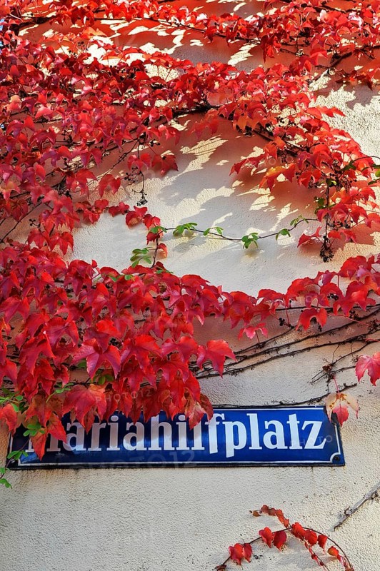 Mariahilfplatz street sign with Japanese creeper