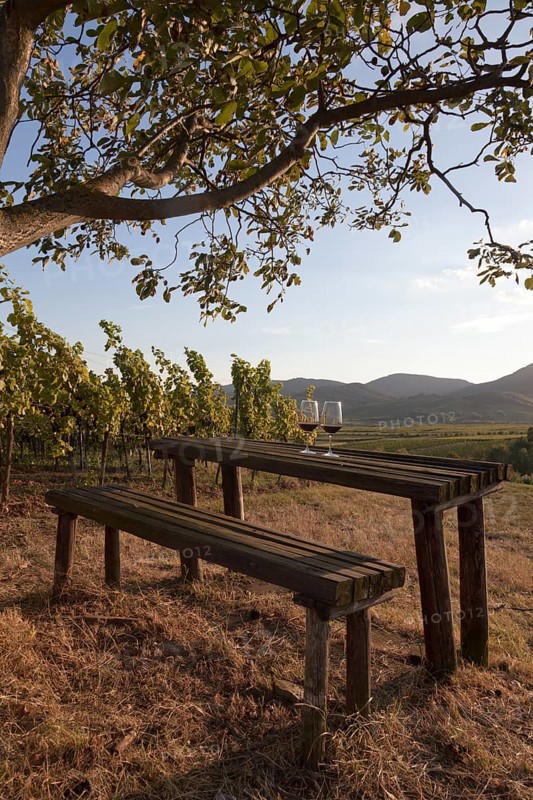 The so-called Malerwinkel view in the vineyards near the winegrowing village of Siebeldingen on the German Wine Road in the evening light