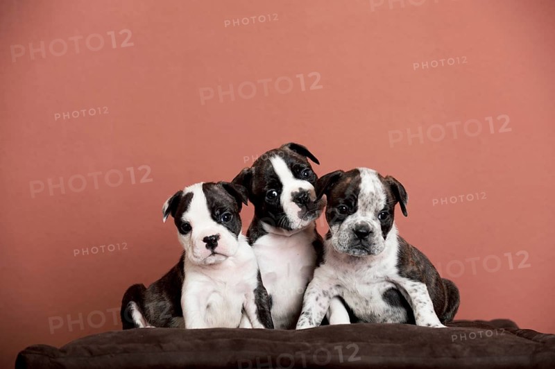 Three Continental Bulldog puppies sitting on a pillow