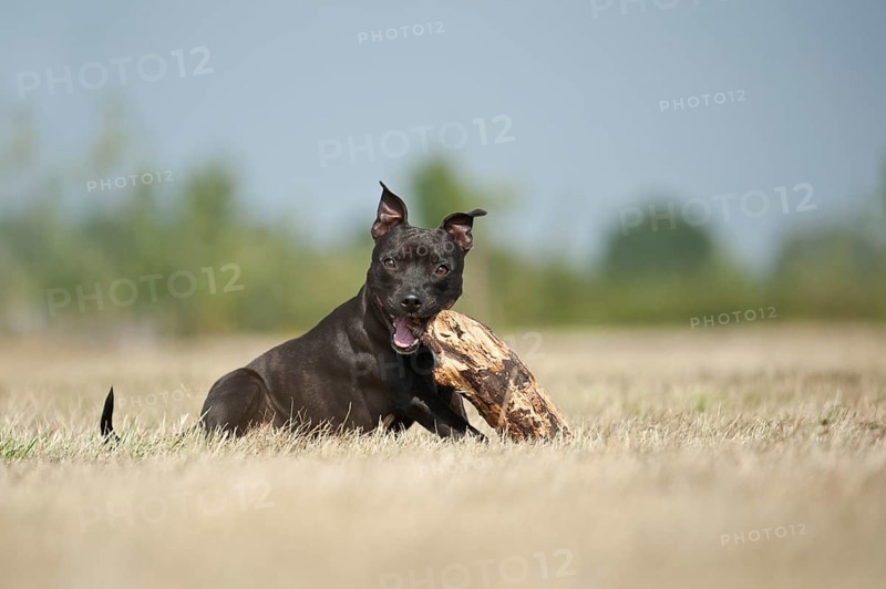 English Staffordshire Bull Terrier chewing a stick